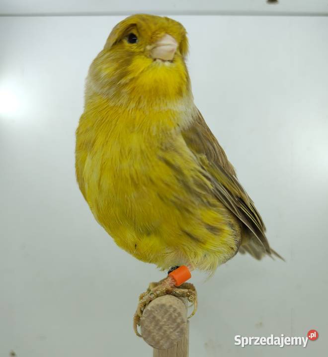 Kanarek kanarki glostery samce i samice Kępno