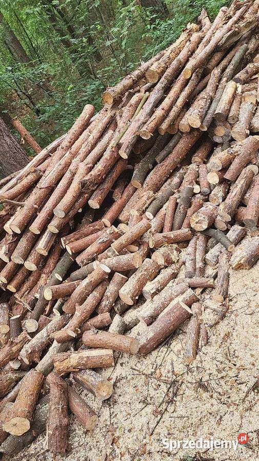 SUCHE DREWNO SOSONOWE Z POSUSZU Rojewo
