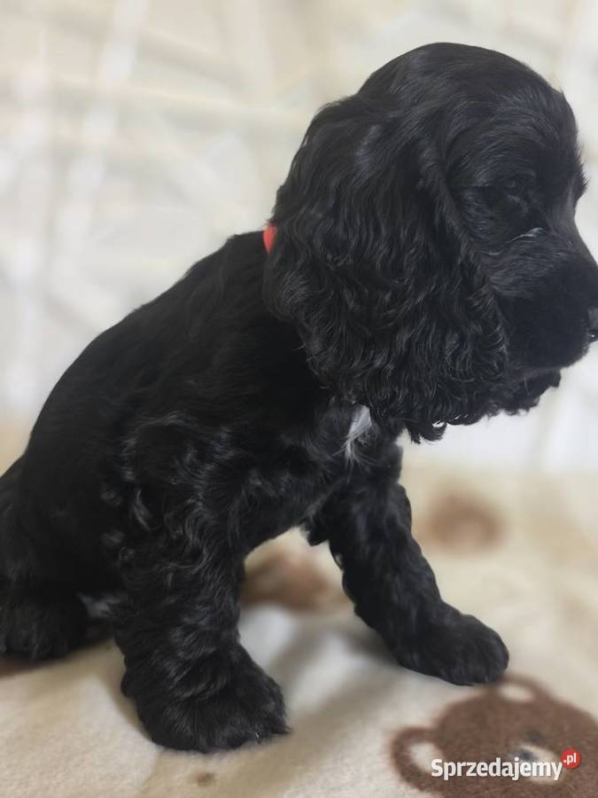 Cocker spaniel angielski pieski trzy ostatnie Cocker Spaniel Żelazków