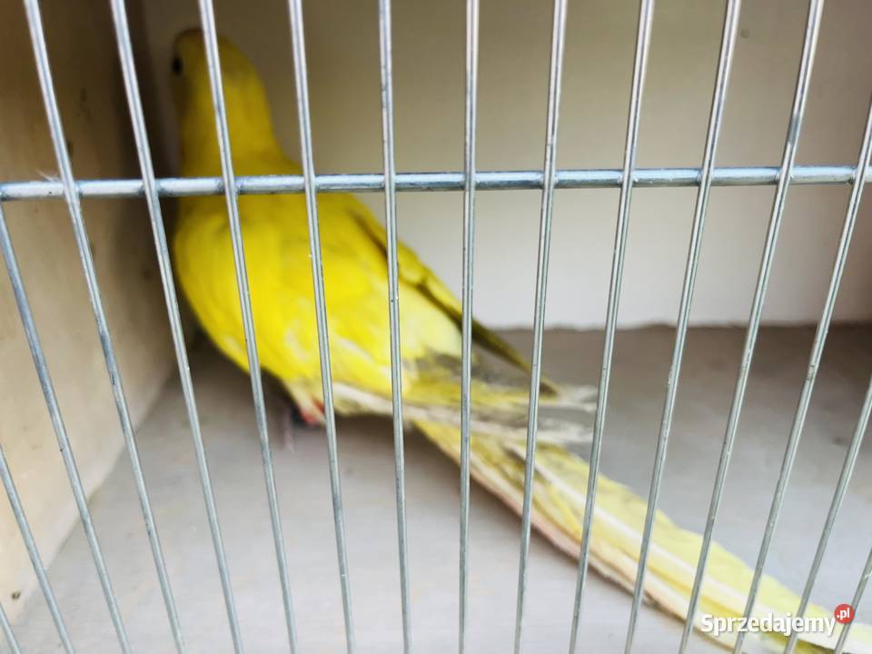 Księżniczka Walii samiec lutino Mnich sprzedam