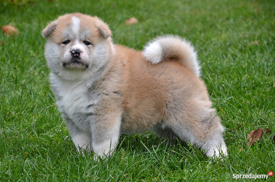 Akita Inu Szczeniaki białe i czerwone Trzebnica