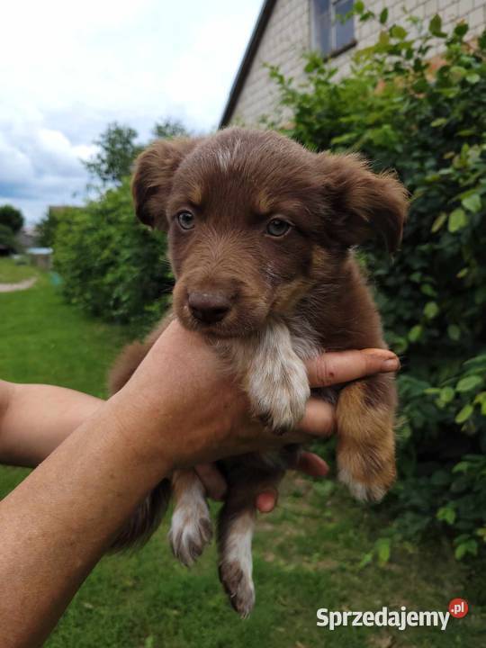 Szczeniaki Border Collie podlaskie Dobrowoda
