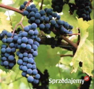 Zestaw 6 winogron przerobowych do przydomowej Łazy Brzyńskie sprzedam