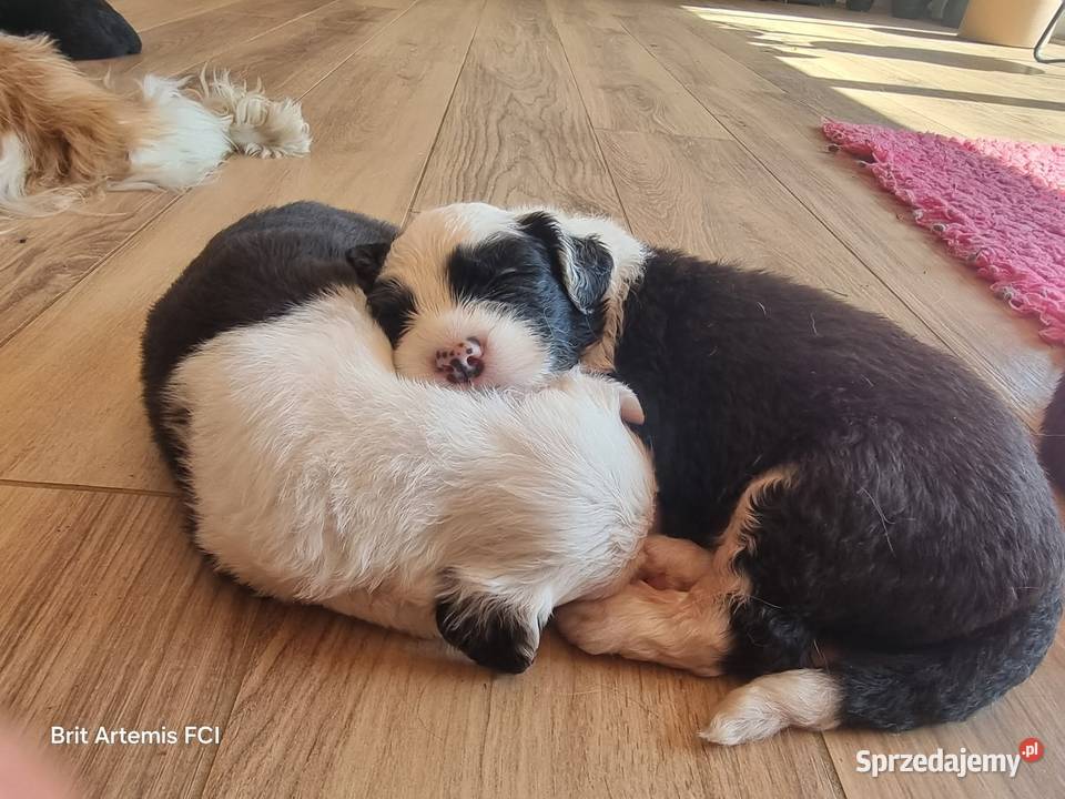 Owczarek staroangielski Bobtail Serock