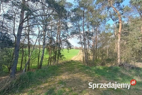 Teren inwestycyjny 9538 m2 z WZ Borki Jędrzejów świętokrzyskie sprzedam