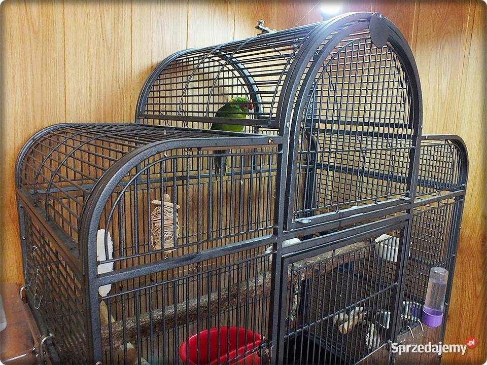 Papuga Modrolotka Koza Młody Samczyk Idealny lubuskie Lubsko