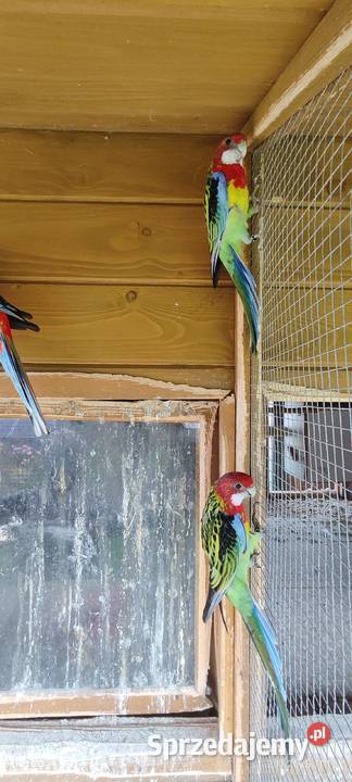 Rozelle białolice Jeżowa