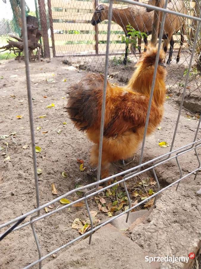 Parka silek Wytyczno