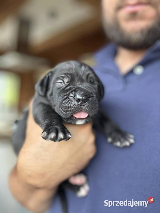 Czarna suczka Cane Corso ZKwPFCI Cane Corso