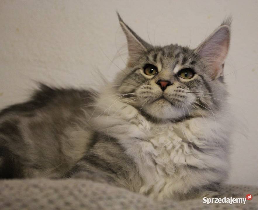 Srebrzysta koteczka maine coon Brzezia Łąka