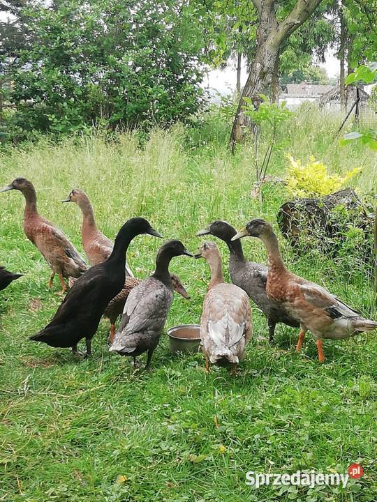 Sprzedam kaczki bieguski śląskie Górki Wielkie sprzedam