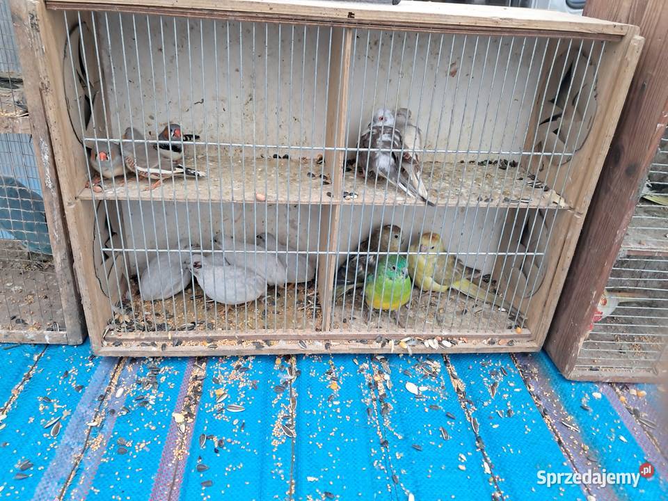 Papugi różne Wolbórz sprzedam