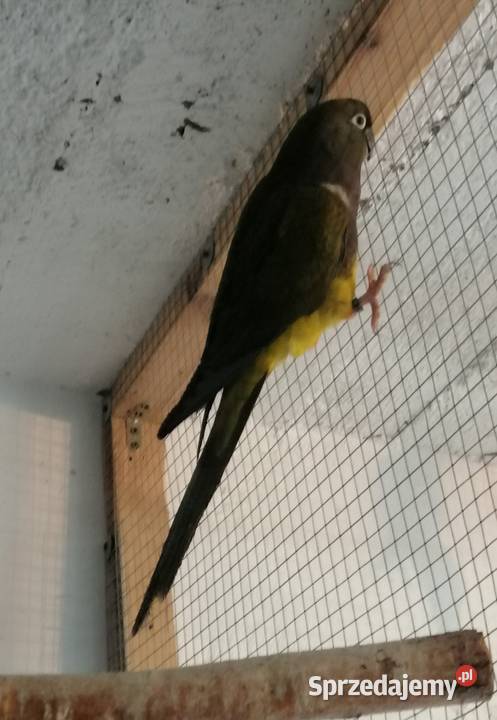 Patagonki 2020 para mazowieckie Sulbiny