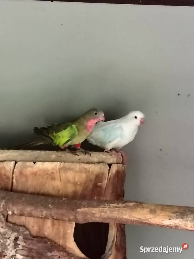 Ptaki samce i samice Chudów