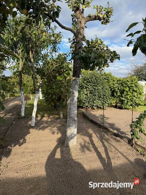 DZIAŁKA ROD jezioro Sprzedam wielkopolskie Śrem sprzedam