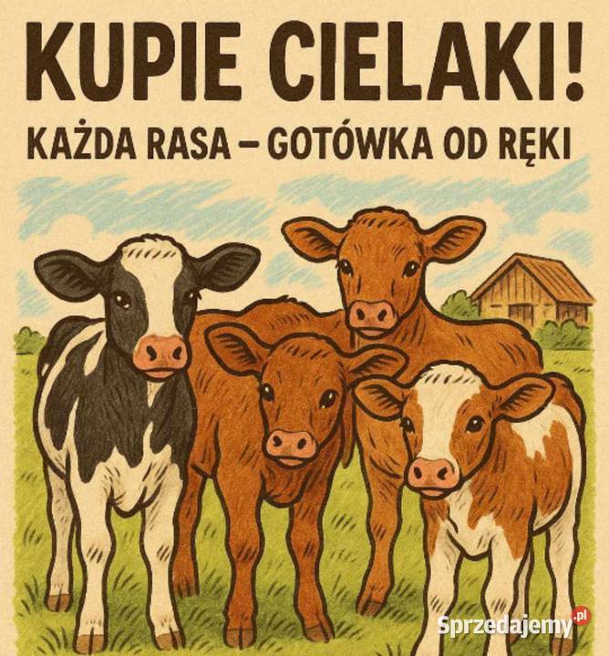 Byczki jałoszki cielata Łomża