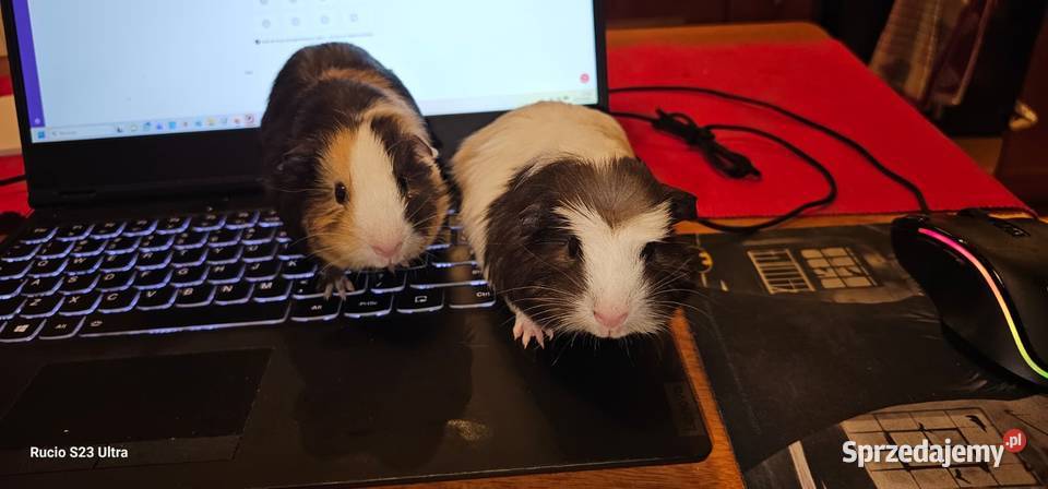 Sprzedam świnki morskie wielkopolskie Piła