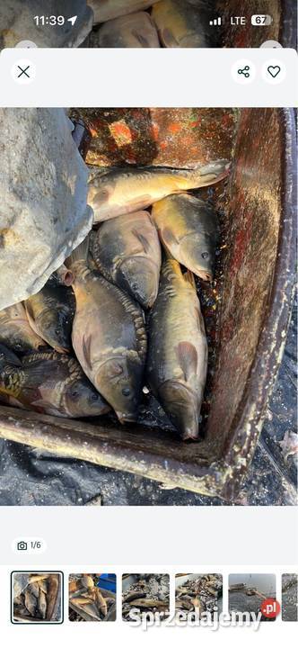 Karp Handlowy na łowiska Leszno