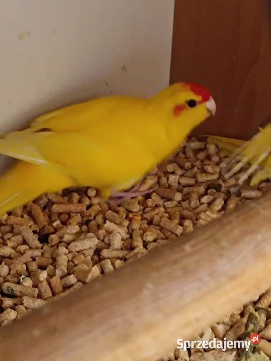 Modrolotki 2 pary Ostrowiec Świętokrzyski