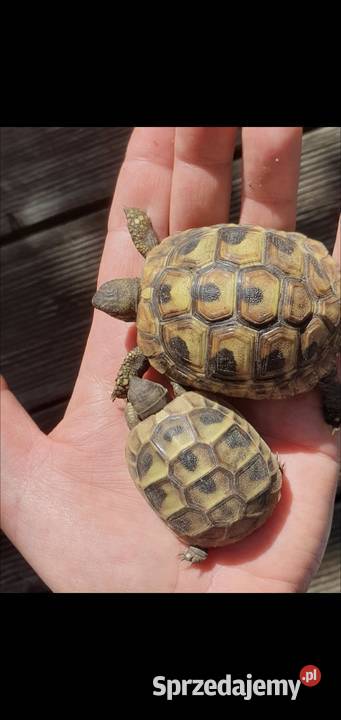 Żółw grecki