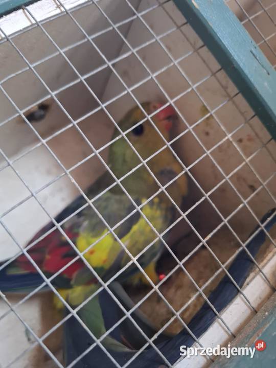 sprzedam papuge górskąbergi sprzedam