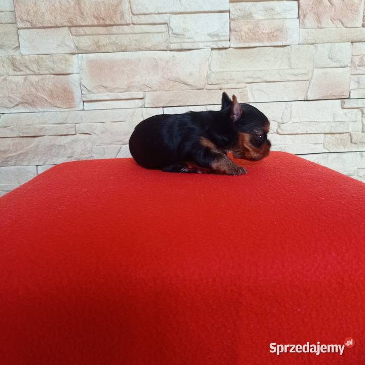 Yorkshire terrier Uroczy maleńki piesek Nowe Miasteczko