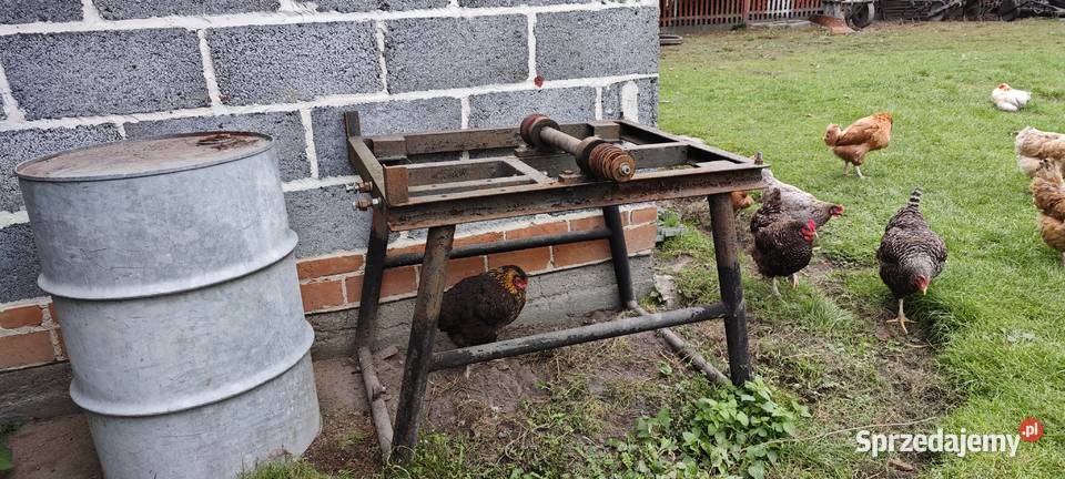 Cerkulatka podkarpackie Krzemienica