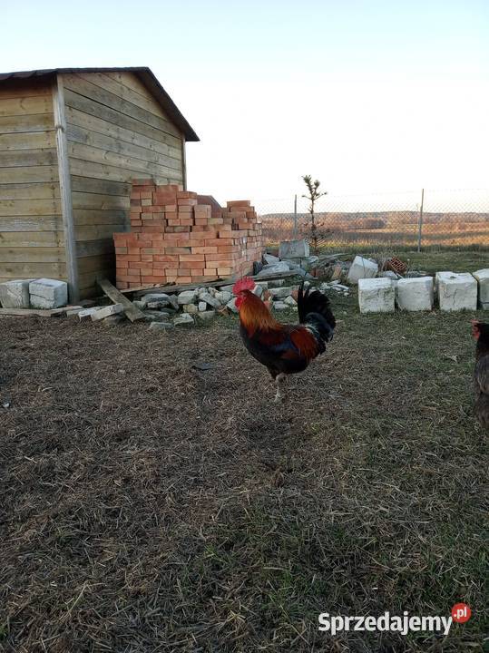 Kogut zielononóżki
