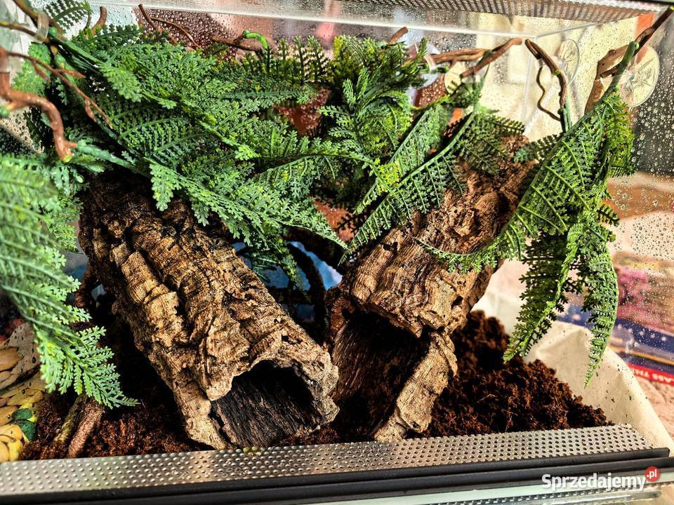 Terraria i akwaria z wyposażeniem i dekoracją Wrocław
