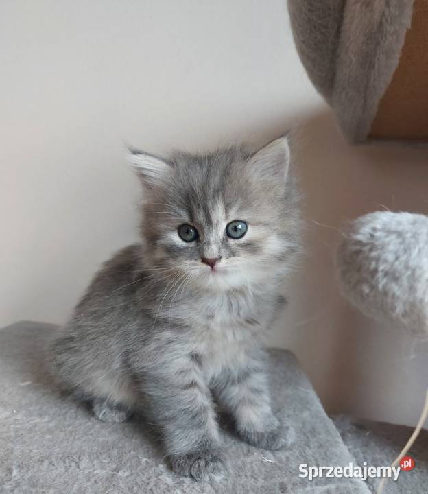 Śliczna Niebieska Kotka Syberyjska PZFWCF Syberyjski Sochaczew
