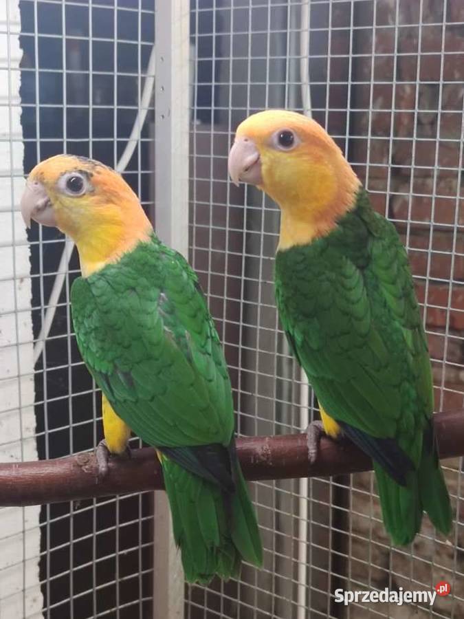 barwinki sprzedam Dąbrowa Górnicza