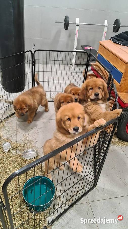 Mastif Tybetański szczenięta Gotowe do odbioru Łask