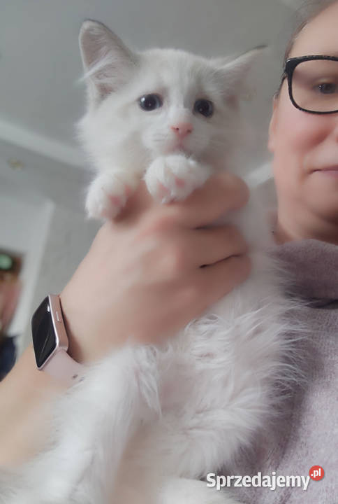 ZAZU Dumka śliczny kocurek syberyjski neva