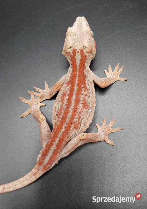 Gekon gargulcowy Gady i płazy Bytom