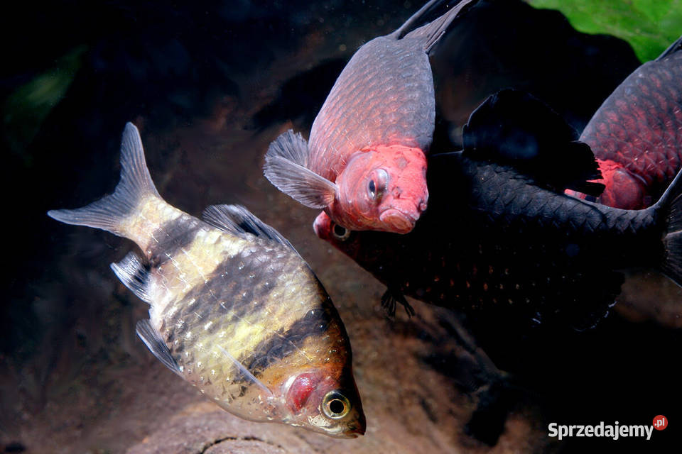 Brzanka purpurowa Pethia nigrofasciata Barbus Ryby Gdańsk