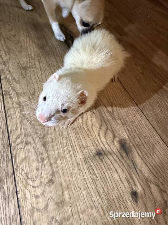 Fretka samiczka albino małopolskie Szczyrzyc