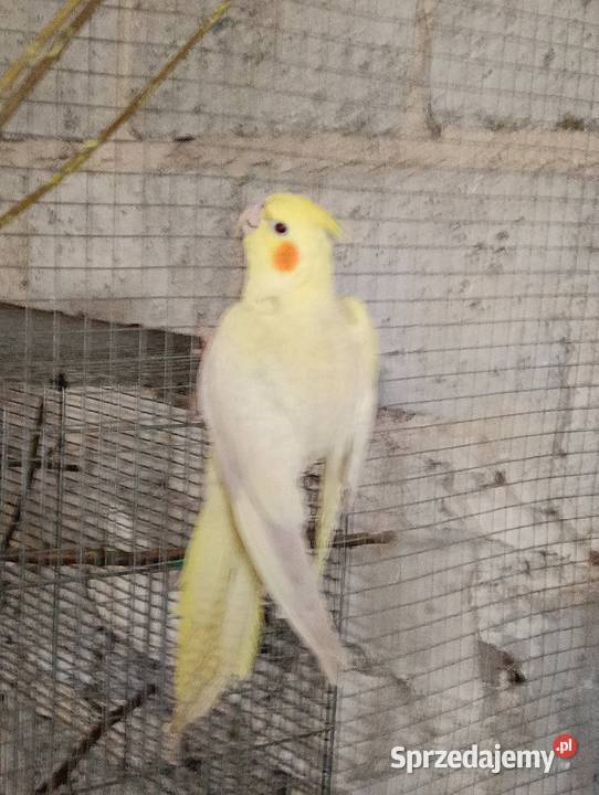 Nimfy 3 sztuki likwidacja promocja