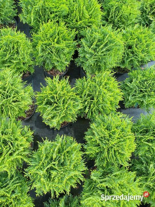 Tuja Danica Thuja occidentalis Danica Garlica Duchowna