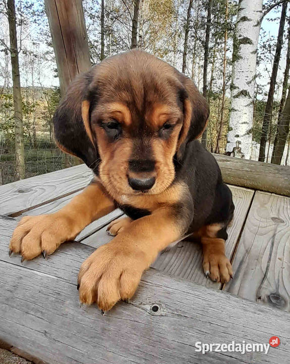 Ogar polski pieski i suczki Krasna