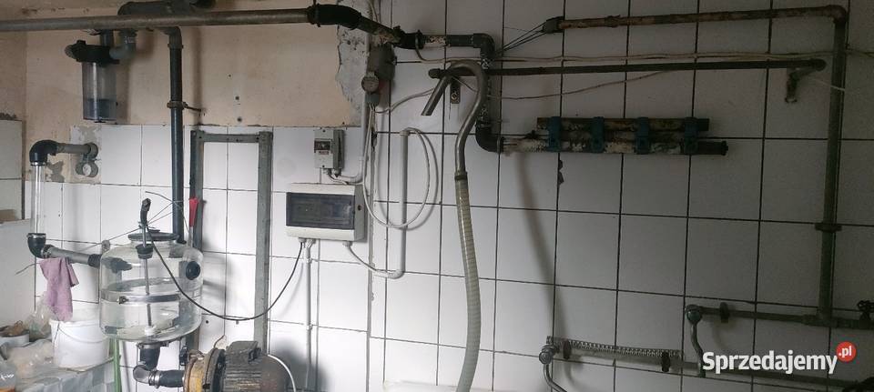 Dojarka przewodowa wielkopolskie Lisków