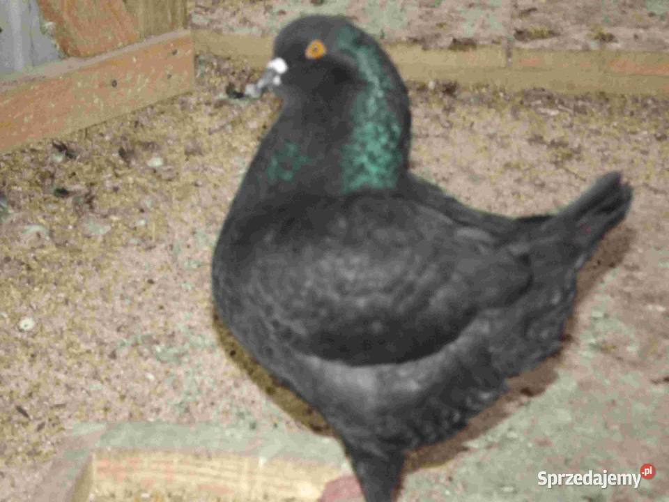 sprzedam gołębie Podborze