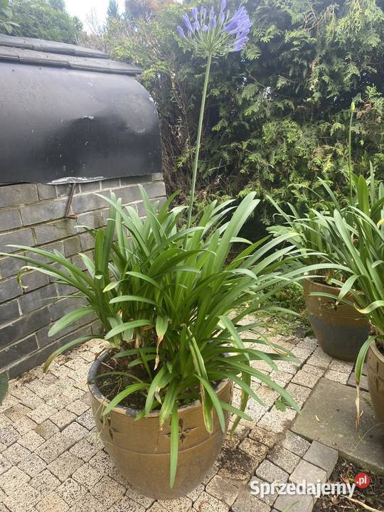 Agapanthus w donicy lubelskie Lublin