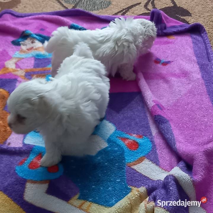 Maltaczki do rezerwacji Reducin