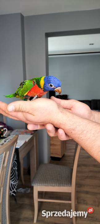 Lorysa 2024 oswojona śląskie Rybnik