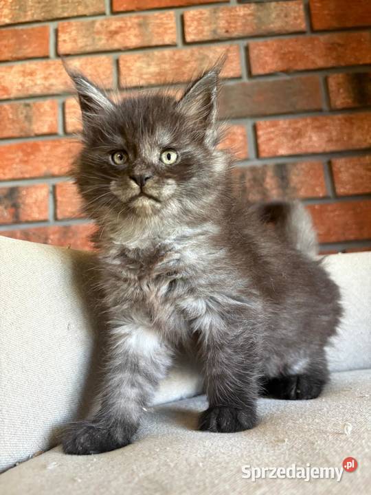Maine Coon Orion