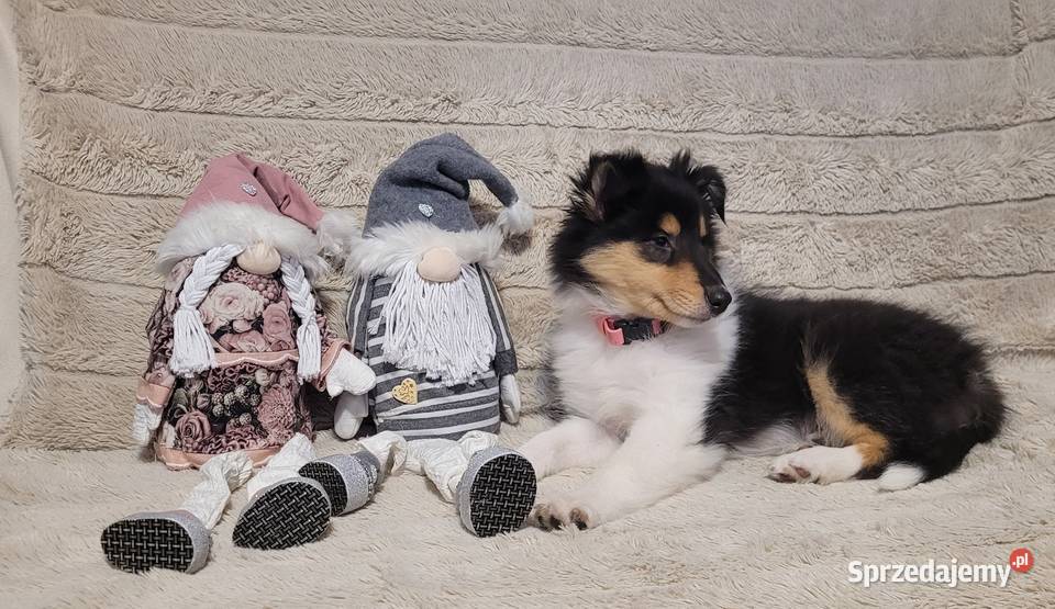Collie OwczareSzkocki Długowłosy szczenięta ZKwP