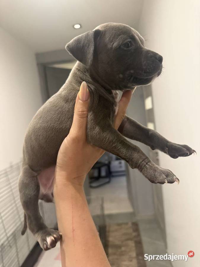 Piękne amstaffy blue mazowieckie Radom
