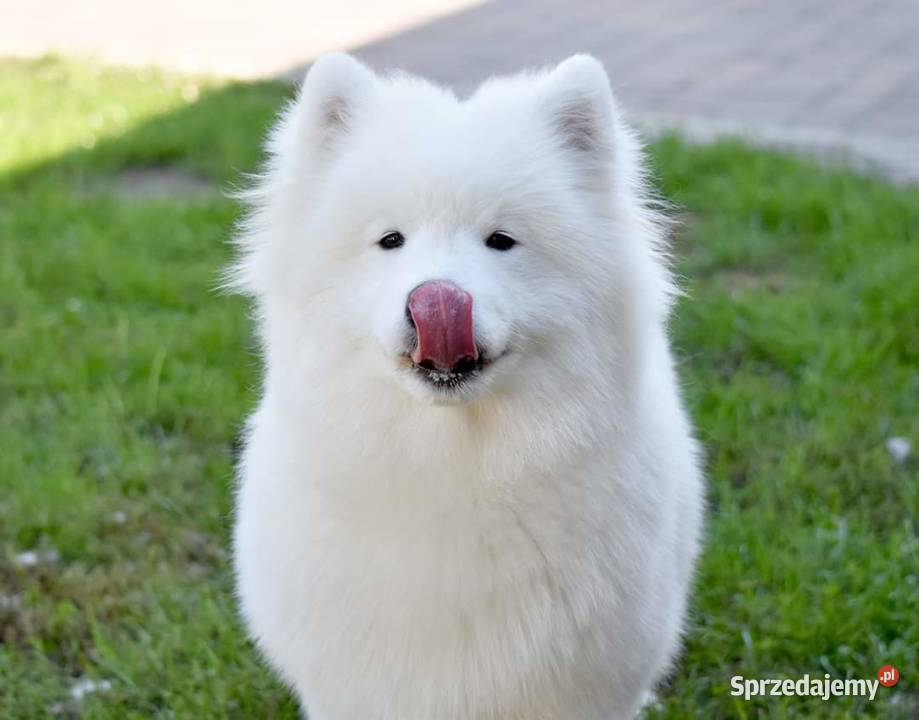 Samoyed szczeniak samiec do odbioru Sesto Senso Zduńska Wola sprzedam
