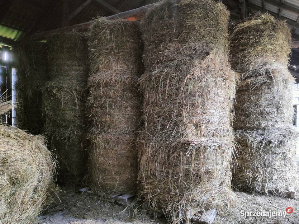 Siano 2023 rozmiar 120x150 Produkcja roślinna świętokrzyskie Pińczów