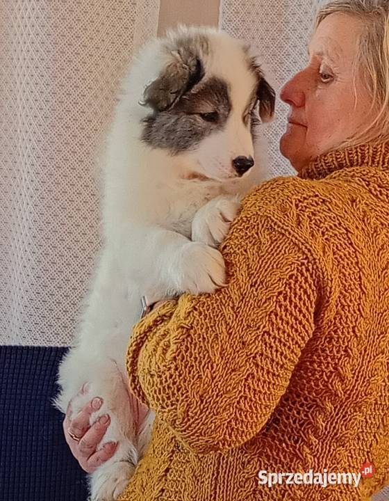 Szczeniaki Lajka Jakucka Smyków sprzedam